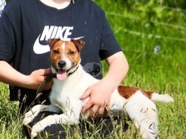 Jackrussell puppies for sale in Totnes, Devon - Image 3