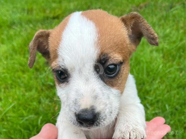 Jackrussell puppies for sale in Totnes, Devon - Image 4