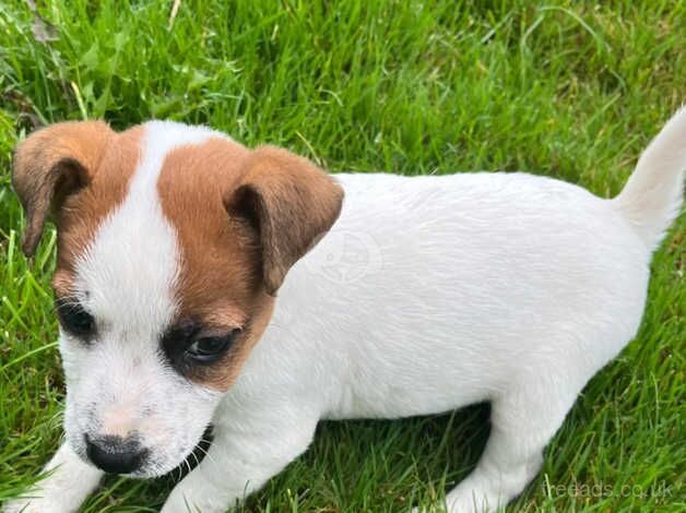 Jackrussell puppies for sale in Totnes, Devon - Image 5