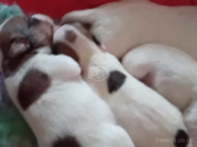 Jackrussell puppies for sale in Scarborough, North Yorkshire