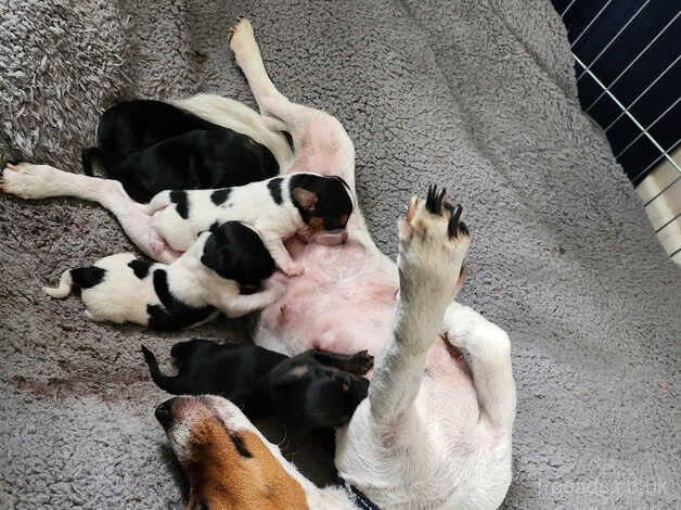 Jackrussell puppies for sale in Woodbridge, Suffolk