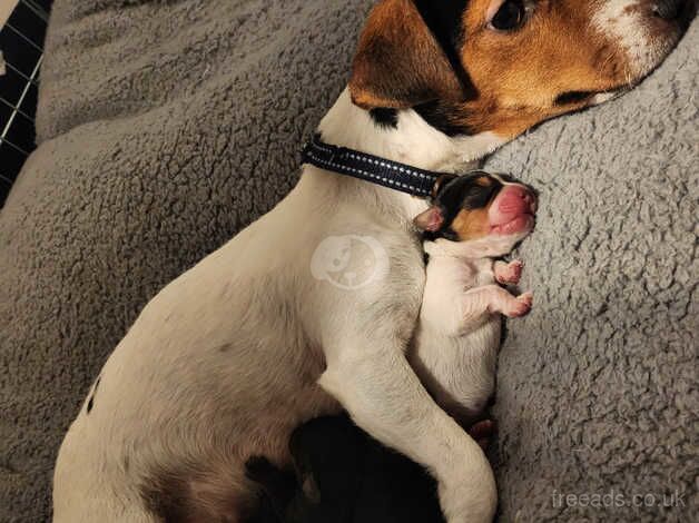 Jack Russell Puppies for sale