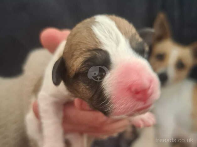 Jackrussell puppy's for sale in Thornton Cleveleys, Lancashire