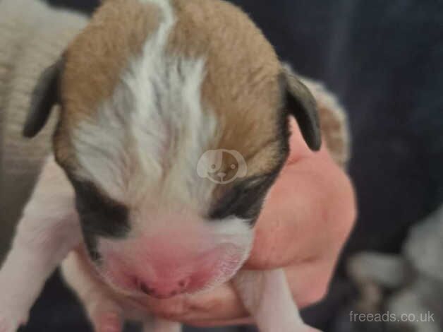 Jackrussell puppy's for sale in Thornton Cleveleys, Lancashire - Image 2