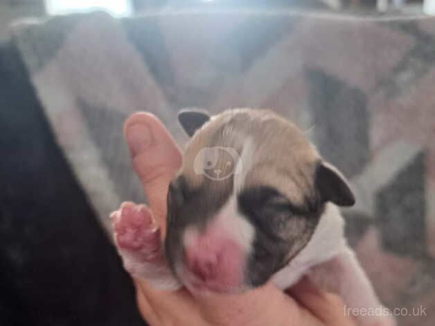 Jackrussell puppy's for sale in Thornton Cleveleys, Lancashire - Image 3