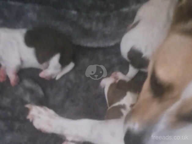 Jackrussell puppy's for sale in Thornton Cleveleys, Lancashire - Image 4