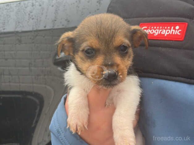 Jackrussle puppies for sale in Salisbury, Wiltshire