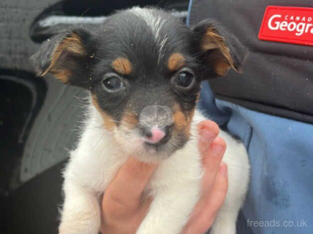 Jackrussle puppies for sale in Salisbury, Wiltshire - Image 2