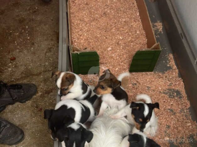 Jackrussle puppies for sale in Salisbury, Wiltshire - Image 3