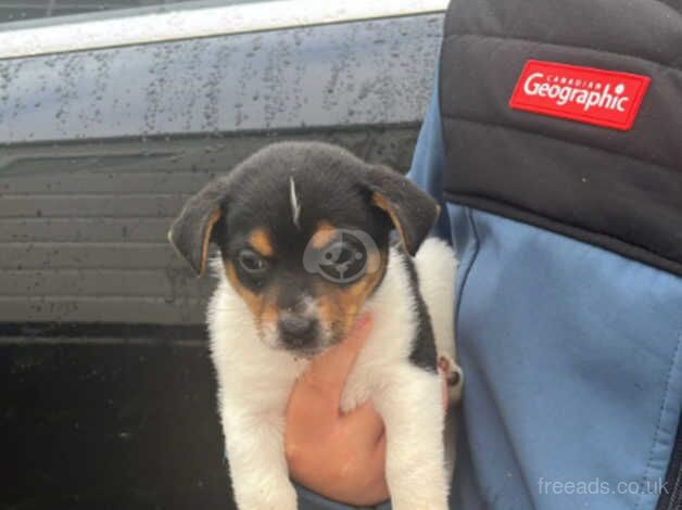 Jackrussle puppies for sale in Salisbury, Wiltshire - Image 4