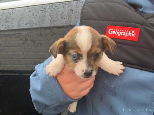 Jackrussle puppies for sale in Salisbury, Wiltshire - Image 5