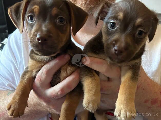 Jack Russell Puppies for sale in Kent