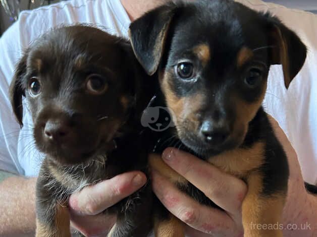 Jack Russell Puppies for sale