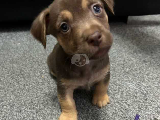 Jake Russell x puppies 4 boys & 1 girl for sale in Rochester, Kent - Image 5