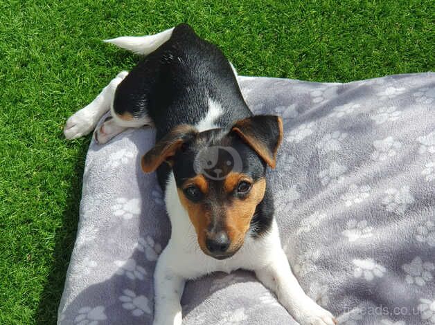 JRT for sale in Paisley, Renfrewshire