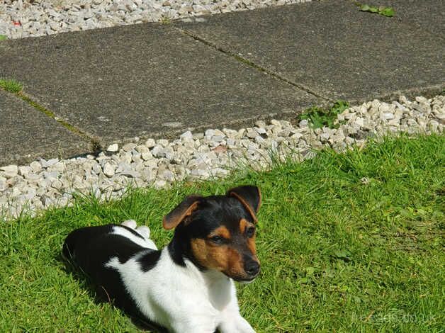 JRT for sale in Paisley, Renfrewshire - Image 2