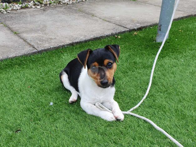 JRT for sale in Paisley, Renfrewshire - Image 5