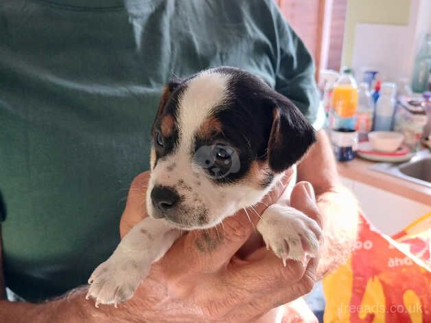 Jrt for sale in Winchester, Hampshire