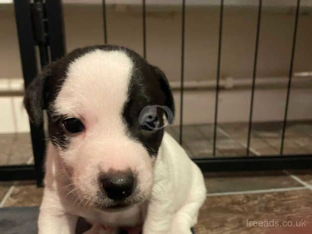 JRT Puppies for sale in Betchworth, Surrey - Image 2