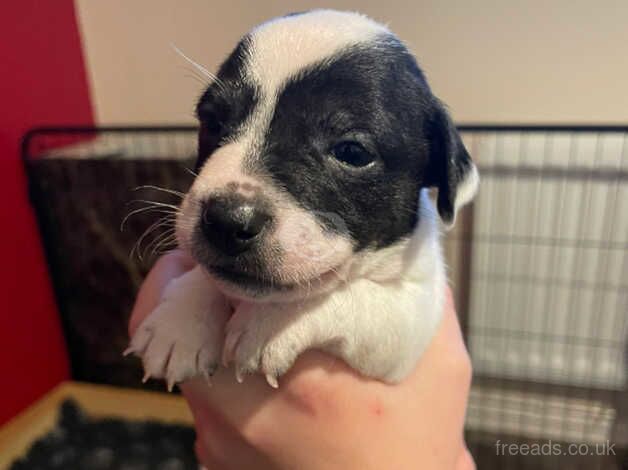 JRT Puppies for sale in Betchworth, Surrey - Image 3