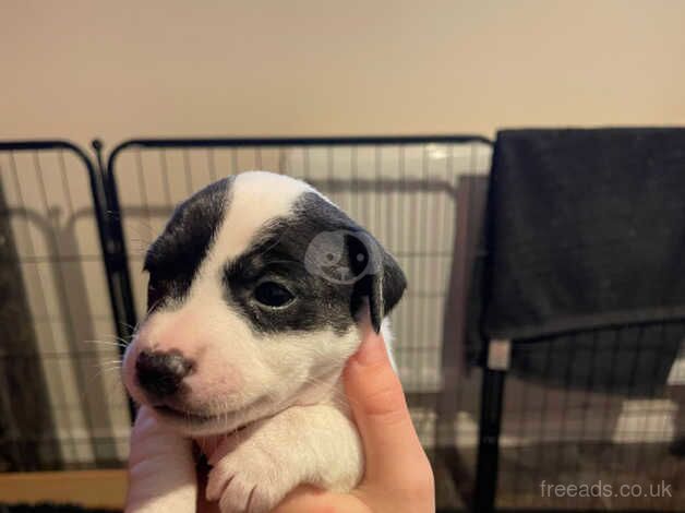 JRT Puppies for sale in Betchworth, Surrey - Image 4