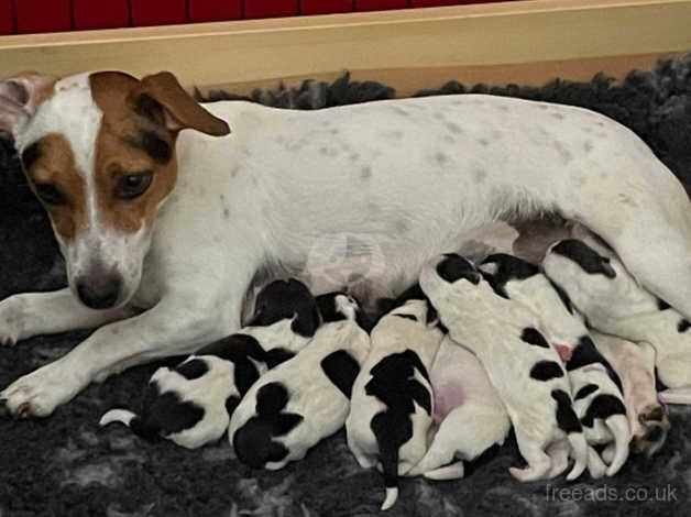 JRT Puppies for sale in Betchworth, Surrey - Image 5