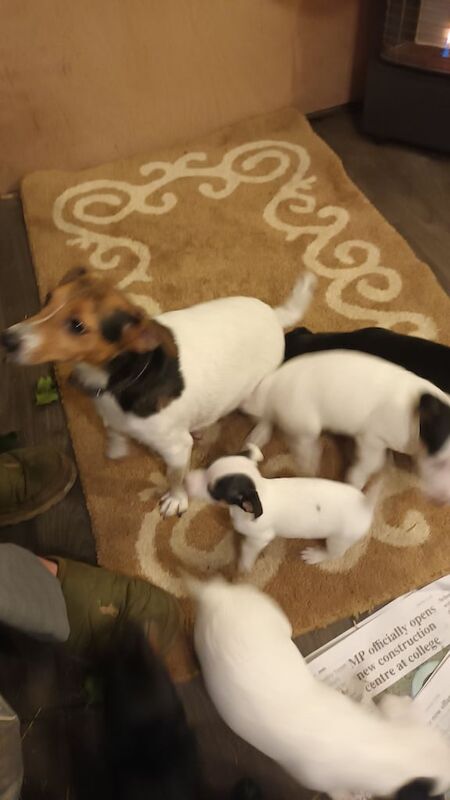 Jzck russel pups for sale in Hatfield, Hertfordshire