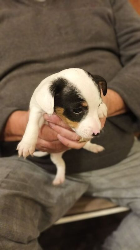 Jzck russel pups for sale in Hatfield, Hertfordshire - Image 3