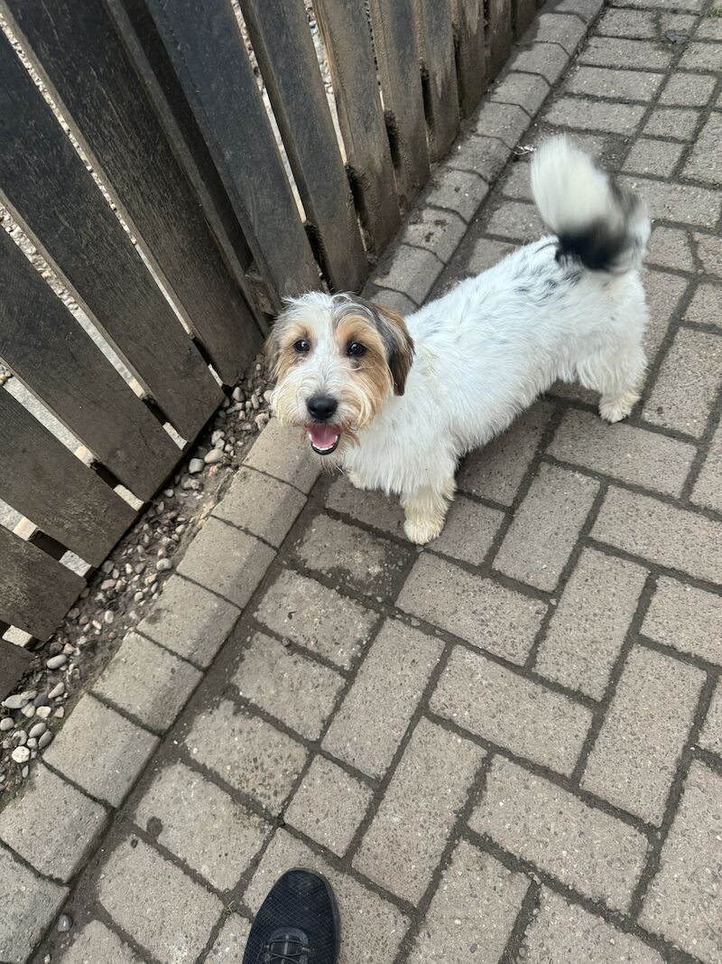 Kc Jack Russell for sale in Galston, East Ayrshire - Image 1