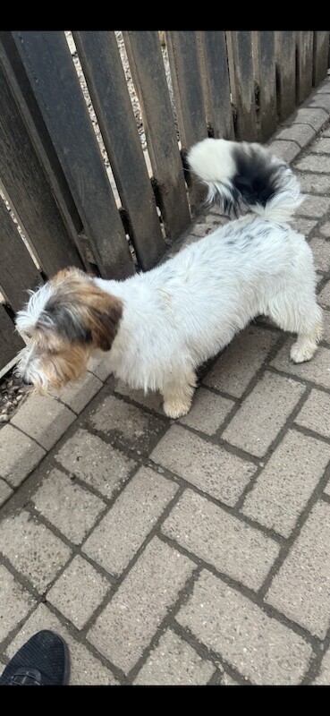 KC Registered Jack Russell Puppies for sale in East Ayrshire