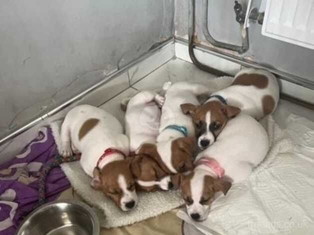 Kc Registered Jack Russell Puppies for sale in Kent