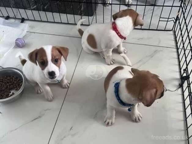 Kc Registered Jack Russell Puppies for sale in Kent - Image 2