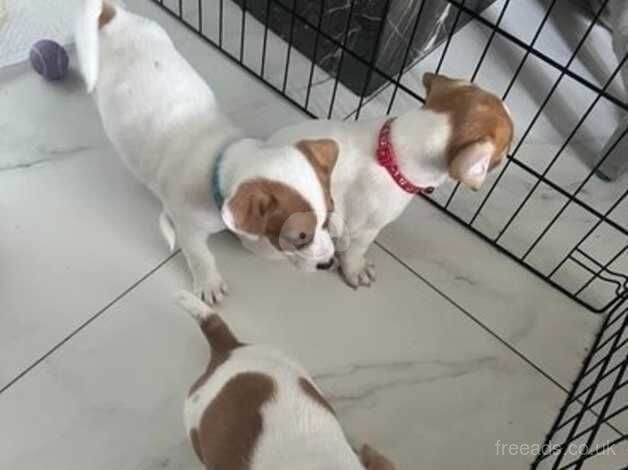 Kc Registered Jack Russell Puppies for sale in Kent - Image 3