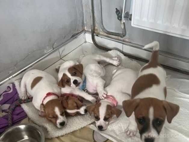 Kc Registered Jack Russell Puppies for sale in Kent - Image 4