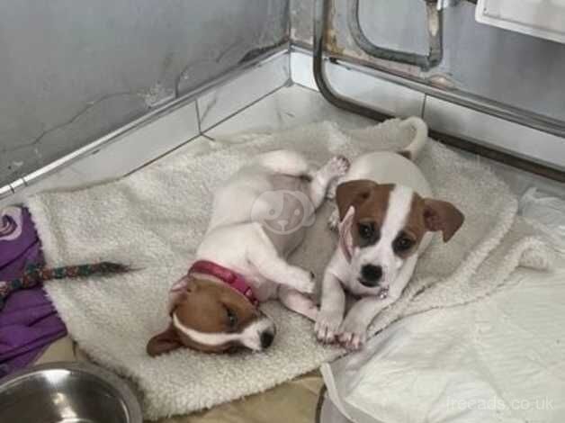 Kc Registered Jack Russell Puppies for sale in Kent - Image 5