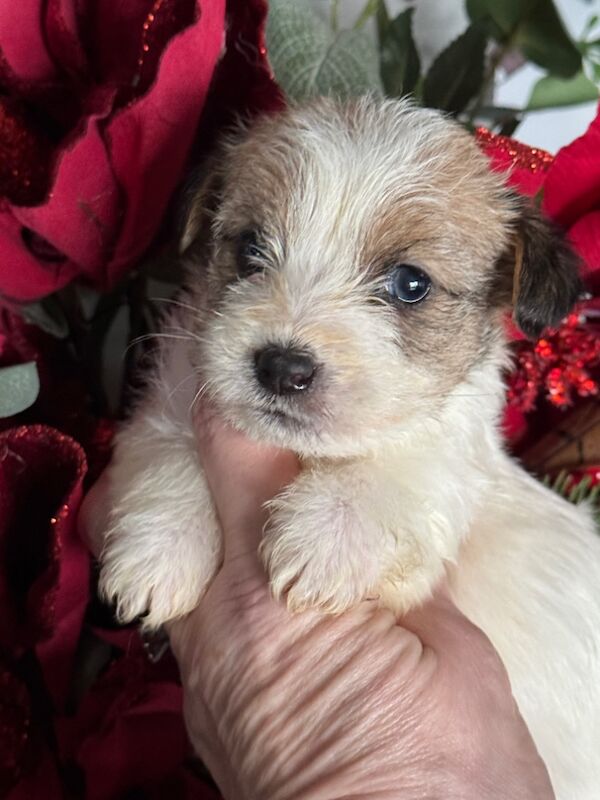 KC ROUGH COATED JACK RUSSELL PUPS for sale in Galston, East Ayrshire