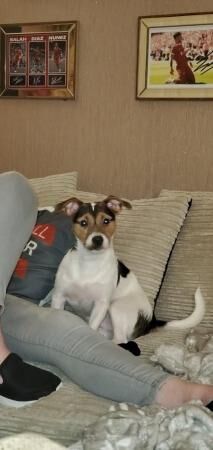 Kenny, Jack Russell 14 month male. for sale in St Helens, Merseyside
