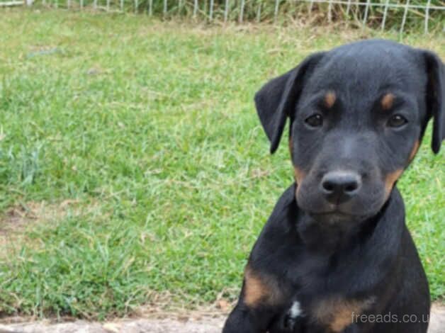 Lakeland terrier x jagd terrier like Jack russell for sale in Retford, Nottinghamshire - Image 1