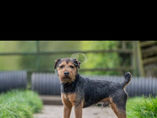 Lakeland terrier x jagd terrier like Jack russell for sale in Retford, Nottinghamshire - Image 2