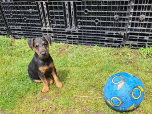 Lakeland terrier x jagd terrier like Jack russell for sale in Retford, Nottinghamshire - Image 3