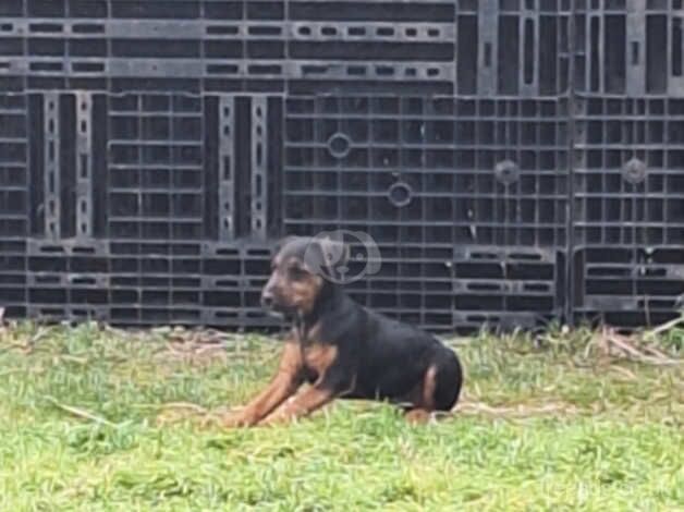 Lakeland terrier x jagd terrier like Jack russell for sale in Retford, Nottinghamshire - Image 4