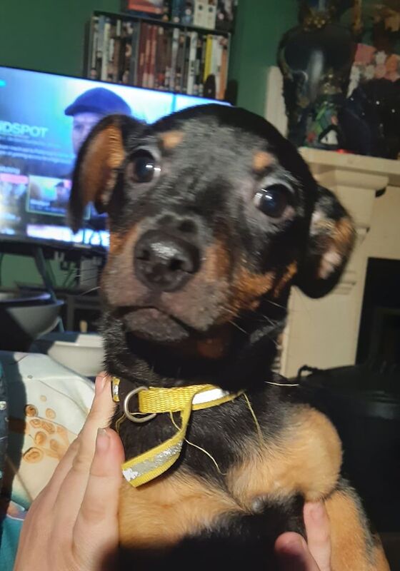 Last little Boy... Black and Tan Jack Russell Terrier for sale in Dawlish, Devon - Image 1