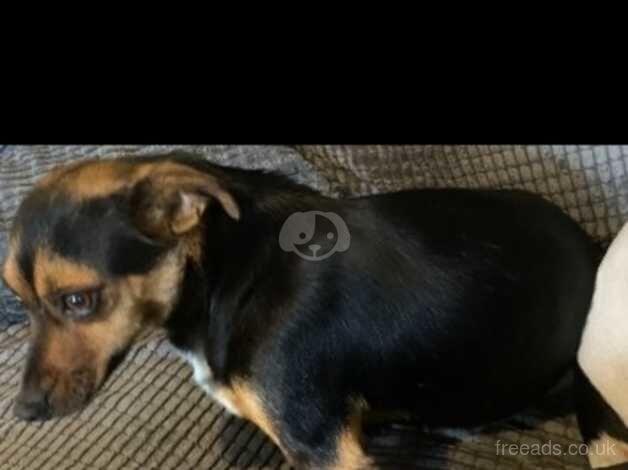 Last little boy jack Russel for sale in Willenhall, West Midlands - Image 1