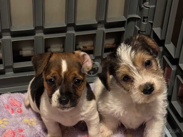 Jack Russell's for sale in Crewkerne, Somerset