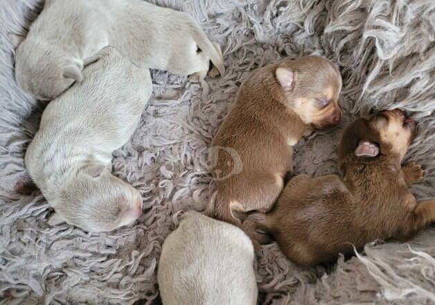 Lilac and Chocolate Jack Russell pups for sale in Newcastle upon Tyne, Tyne and Wear