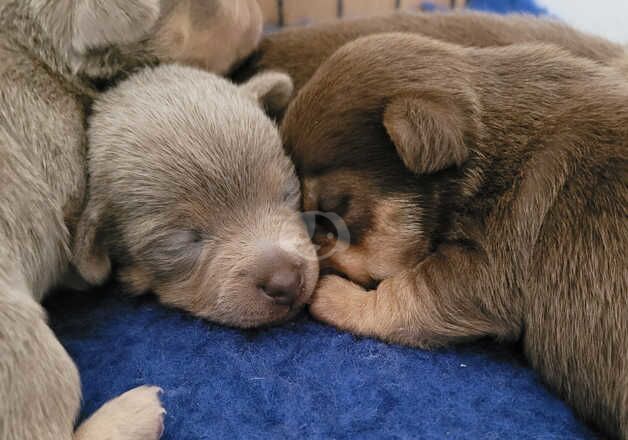 Lilac and Chocolate Jack Russell pups for sale in Newcastle upon Tyne, Tyne and Wear - Image 2