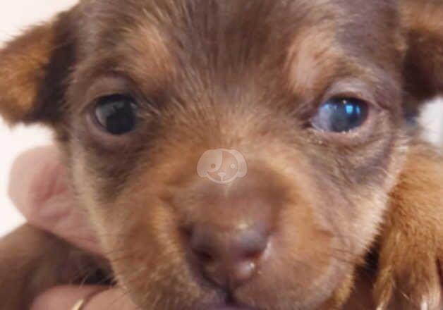 Lilac and Chocolate Jack Russell pups for sale in Newcastle upon Tyne, Tyne and Wear - Image 4