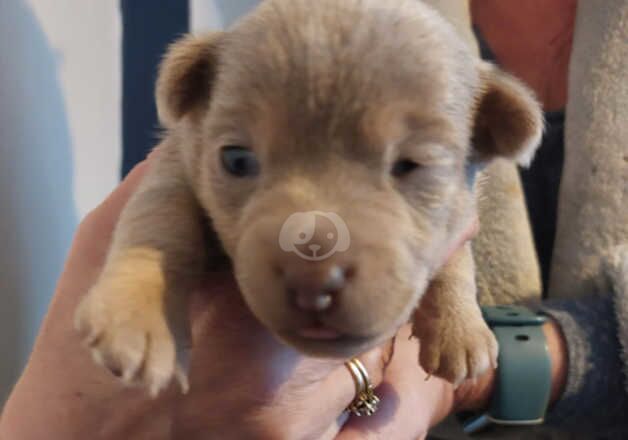 Lilac and Chocolate Jack Russell pups for sale in Newcastle upon Tyne, Tyne and Wear - Image 5