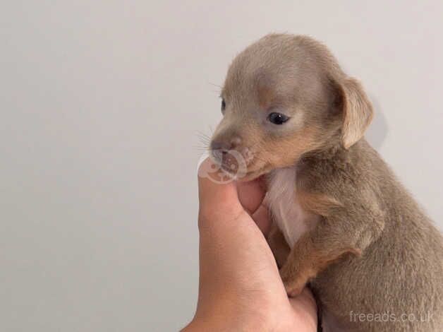 Lilac jack Russell puppies for sale in Falkirk