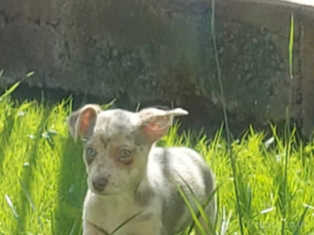 Lillc merle boy for sale in Swansea, Swansea